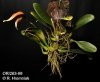 Bulbophyllum ornithorhynchum  (13)